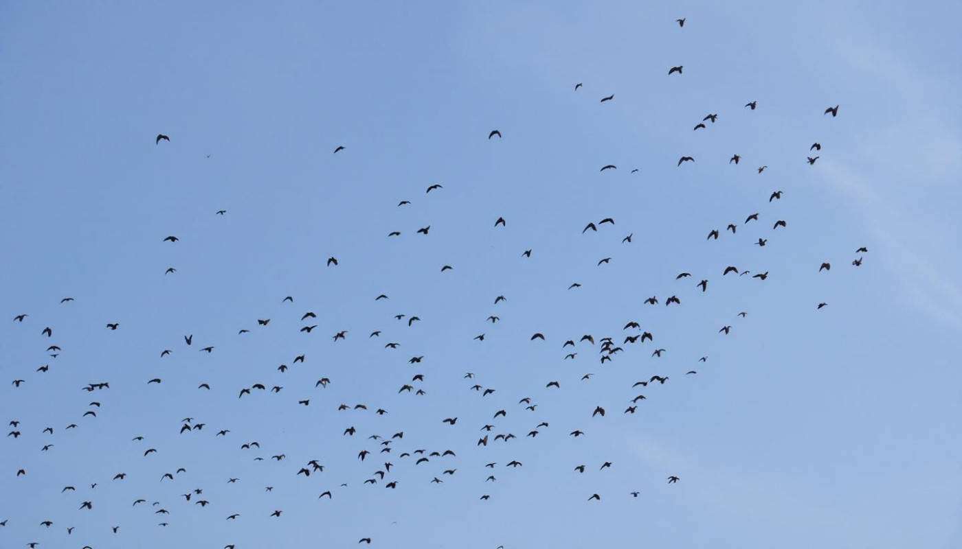 Impact des lâchers de gibier sur la biodiversité locale : quelle réalité ?
